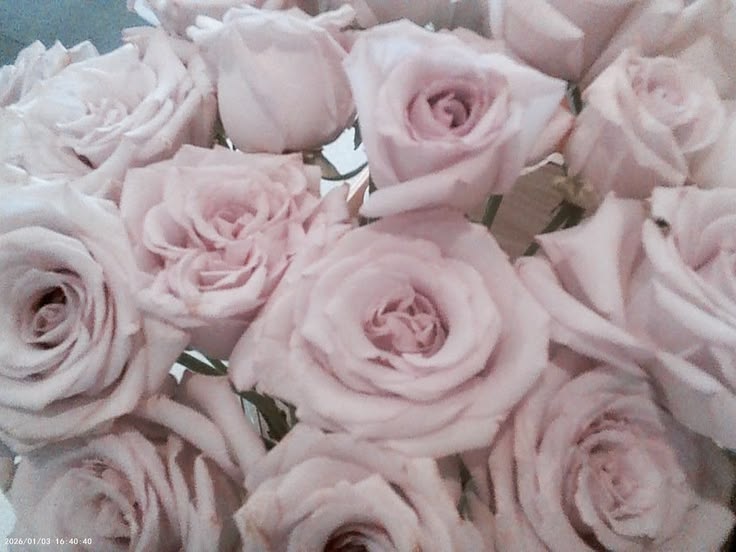 A soft bouquet of pale pink roses
