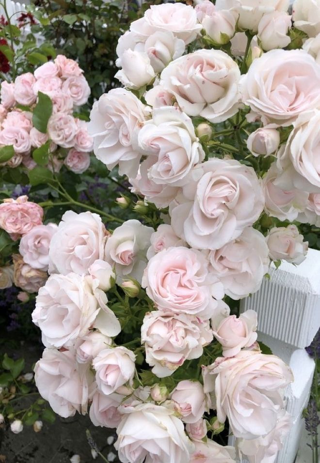 Pale pink garden roses blooming among green leaves